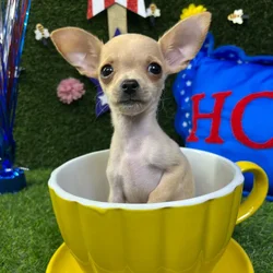 Male Chihuahua puppy named Woody for sale at Puppy Dreams - Carrollton.