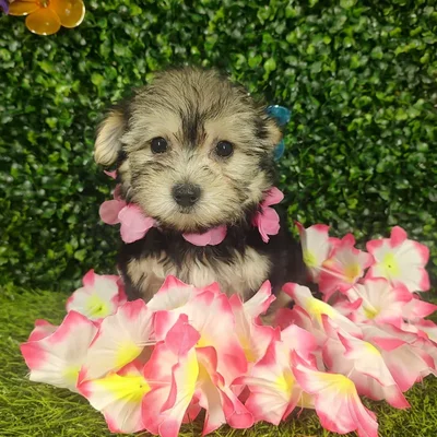 Female Morkie puppy named *Aubrey* for sale at Puppy Dreams - Mansfield.