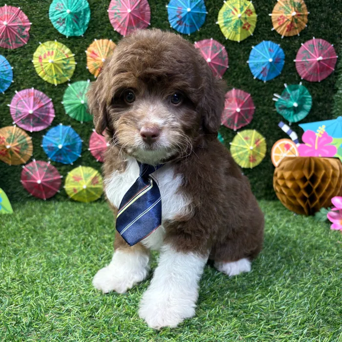 Male Mini Aussie Poo puppy named Charlie for sale at Puppy Dreams - Carrollton.