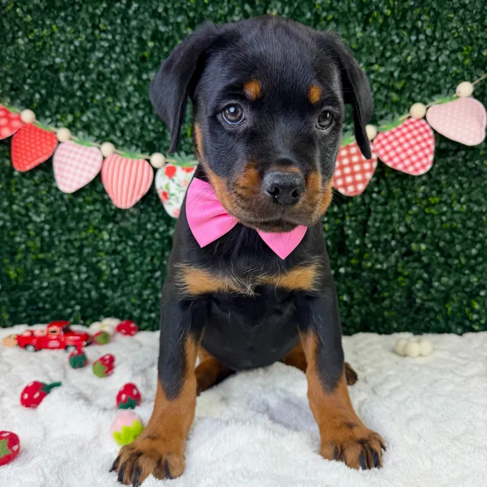 Female Rottweiler puppy named Maisie for sale at Puppy Dreams - Garland.