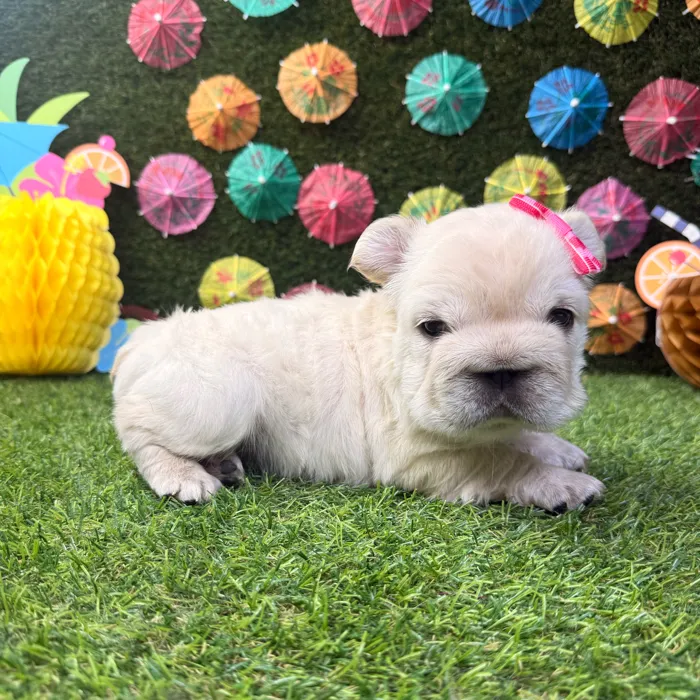 Female Fluffy French Bulldog puppy named Pearl for sale at Puppy Dreams - Carrollton.
