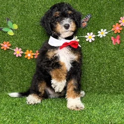 car_main_img_/media/ap_media/pets/RKFCPLYKRRBD126338.webp.250x250_q85.webp