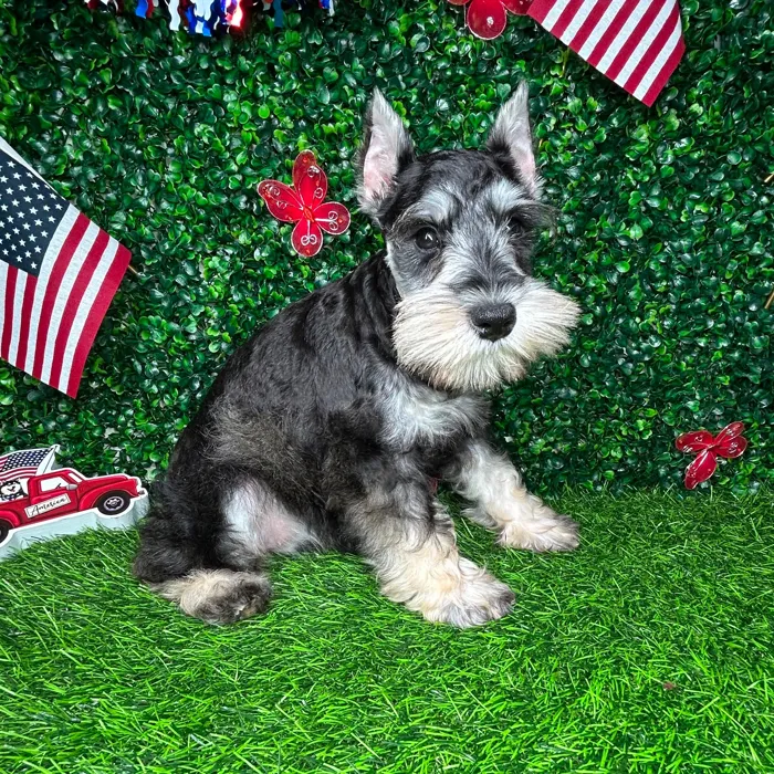 Female Mini Schnauzer puppy named *Toffee* for sale at Puppy Dreams - Mansfield.