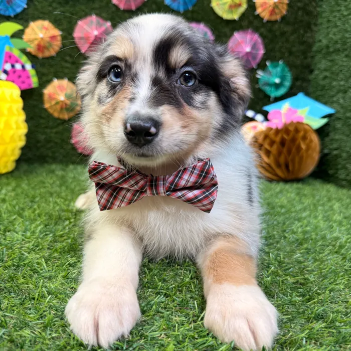 Male Australian Shepherd puppy named Enzo for sale at Puppy Dreams - Carrollton.