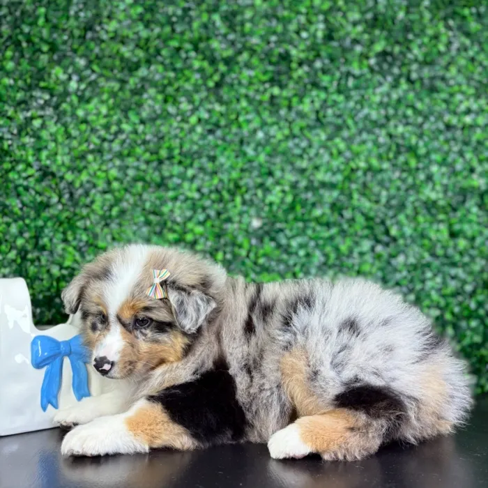 Female Miniature American Shepherd puppy named Hazel for sale at Puppy Dreams - North Richland Hills.