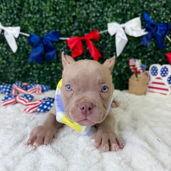 Female American Bully puppy named Rubi for sale at Puppy Dreams - Garland.