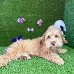 car_main_img_/media/ap_media/pets/RKZHPDPGFHXU130303.webp.250x250_q85.webp
