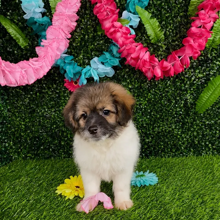 Male Pom-A-Poo puppy named Lin Manuel for sale at Puppy Dreams - Denton.