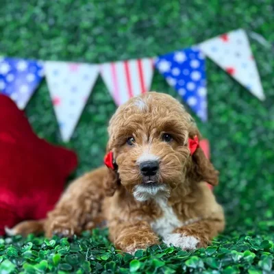 Female Mini Goldendoodle puppy named Sandie for sale at Puppy Dreams - North Richland Hills.