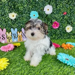 Male Morkie puppy named River for sale at Puppy Dreams - Denton.