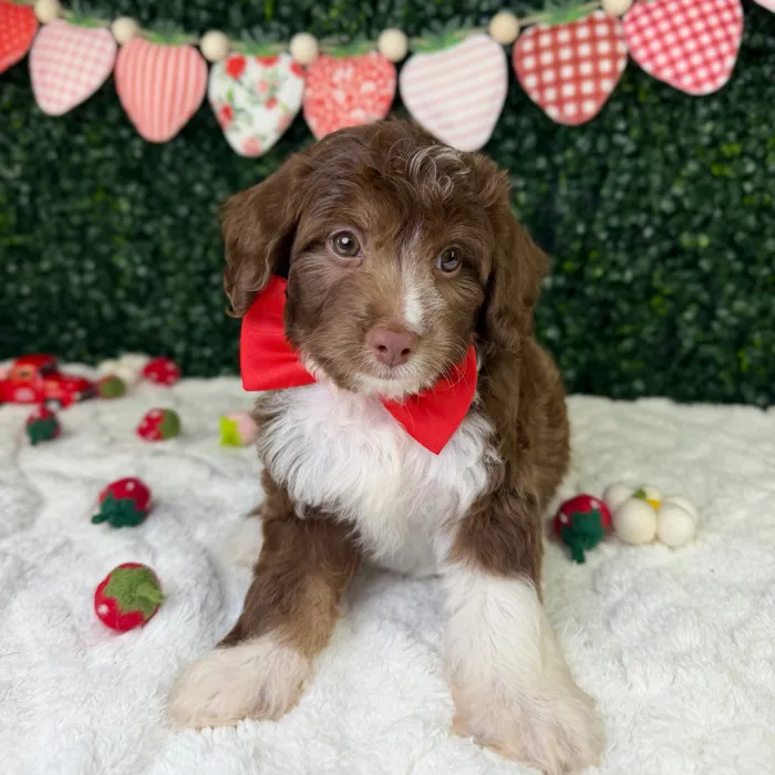 Male Mini Aussie Poo puppy named Rex for sale at Puppy Dreams - Garland.
