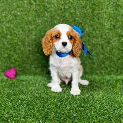 car_main_img_/media/ap_media/pets/ROKPVRECGWFI121389.webp.250x250_q85.webp