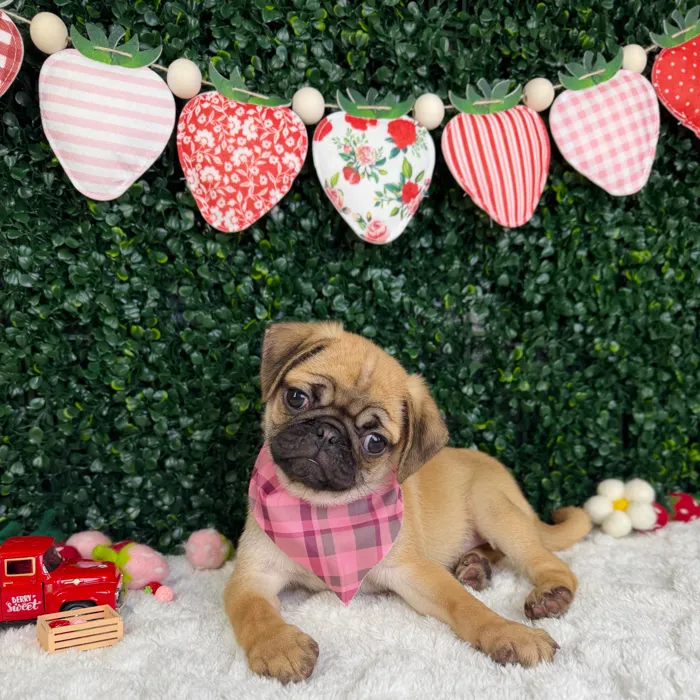 Female Pug puppy named Rosie for sale at Puppy Dreams - Garland.