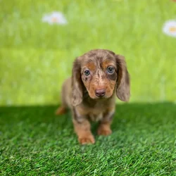 car_main_img_/media/ap_media/pets/RPRRNURXGSWI137592.webp.250x250_q85.webp