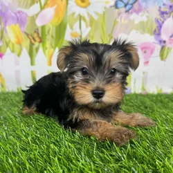 car_main_img_/media/ap_media/pets/RPXYXYBZVYKF127614.webp.250x250_q85.webp
