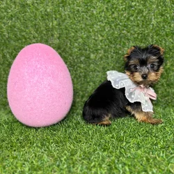 car_main_img_/media/ap_media/pets/RQKRFNPSXDWM120362.webp.250x250_q85.webp