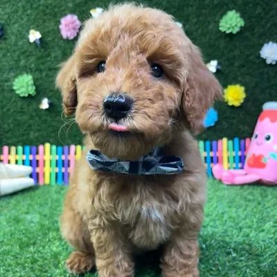 Male Mini Goldendoodle puppy named Charlie for sale at Puppy Dreams - Carrollton.