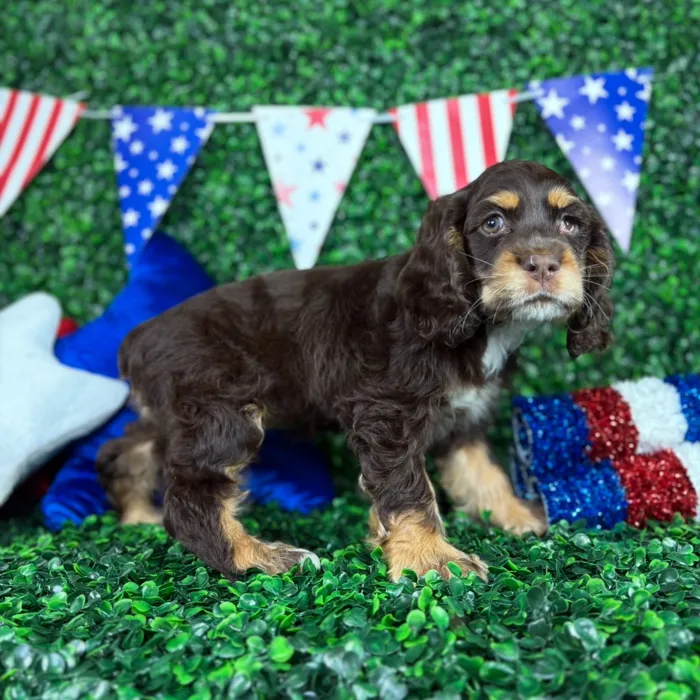 Female Cocker Spaniel puppy named Fetti for sale at Puppy Dreams - North Richland Hills.
