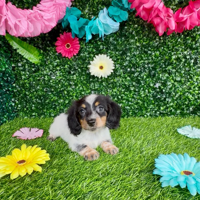 Female Dachshund puppy named Meryl Streep for sale at Puppy Dreams - Denton.