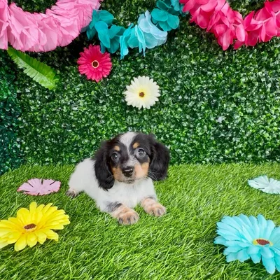 Female Dachshund puppy named Meryl Streep for sale at Puppy Dreams - Denton.