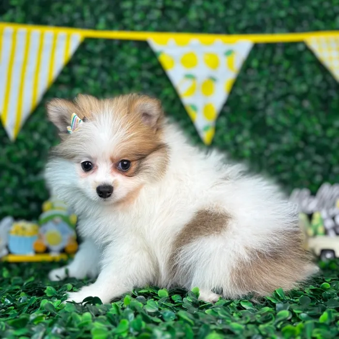 Female Pomeranian puppy named Sadie for sale at Puppy Dreams - North Richland Hills.