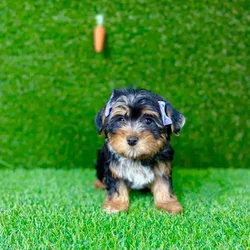 car_main_img_/media/ap_media/pets/RRQJCYBKFAIY118351.webp.250x250_q85.webp