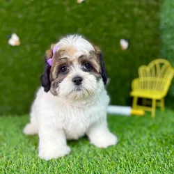 car_main_img_/media/ap_media/pets/RSBLGBMOMSFA127573.webp.250x250_q85.webp