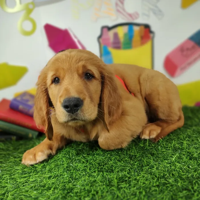 Male Golden Retriever puppy named *Superintendent* for sale at Puppy Dreams - Mansfield.