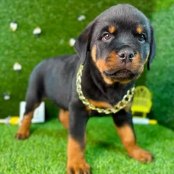 car_main_img_/media/ap_media/pets/RSPOUAOXFXKH123602.webp.250x250_q85.webp