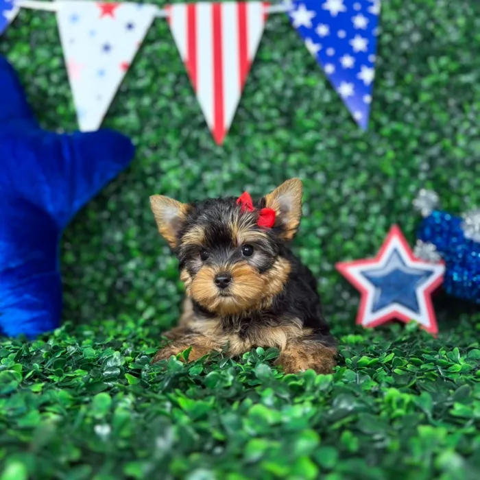 Male Yorkie puppy named Pickles for sale at Puppy Dreams - North Richland Hills.