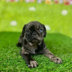 car_main_img_/media/ap_media/pets/RSTODOTGNVEZ131874.webp.250x250_q85.webp