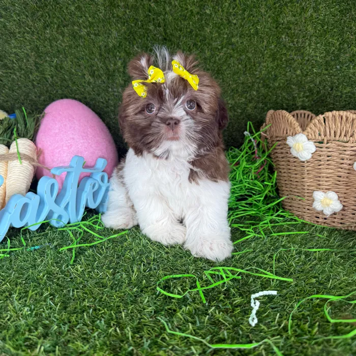 Female Shih Tzu puppy named Suki for sale at Puppy Dreams - Arlington.