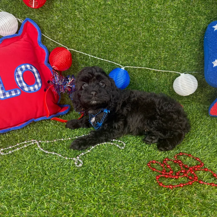 Male Cavapoo puppy named Renne for sale at Puppy Dreams - Arlington.
