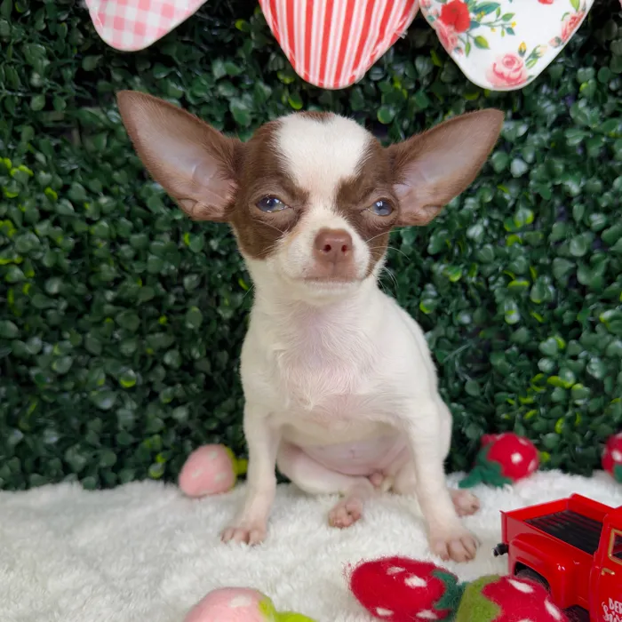 Female Chihuahua puppy named Jazzy for sale at Puppy Dreams - Garland.