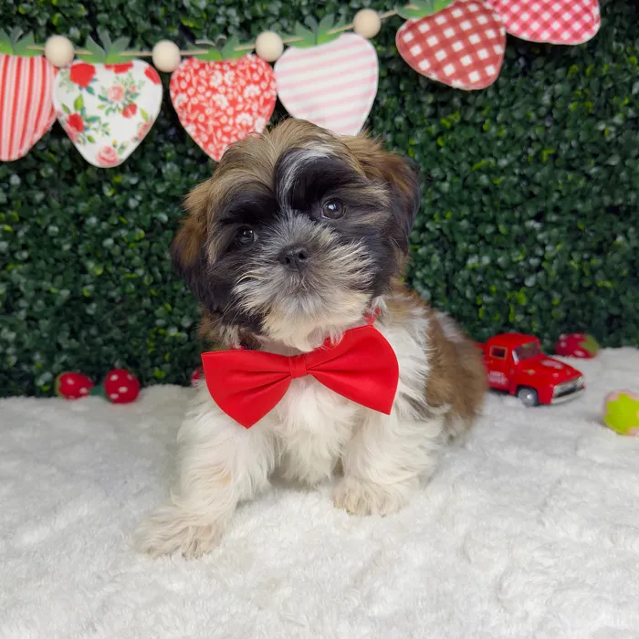Male Teddy Bear puppy for sale at Puppy Dreams - Garland.