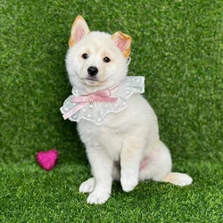 car_main_img_/media/ap_media/pets/RTYSFAKCUWQV121372.webp.250x250_q85.webp