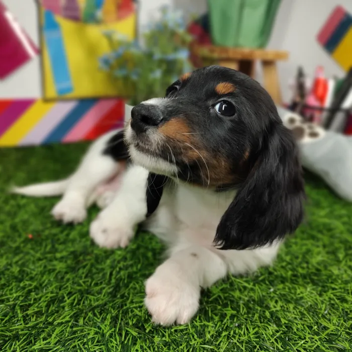 Male Dachshund puppy named *Coach* for sale at Puppy Dreams - Mansfield.