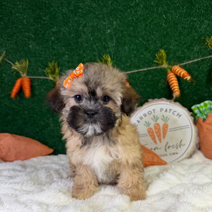 Female Shipoo puppy named Darla for sale at Puppy Dreams - Garland.