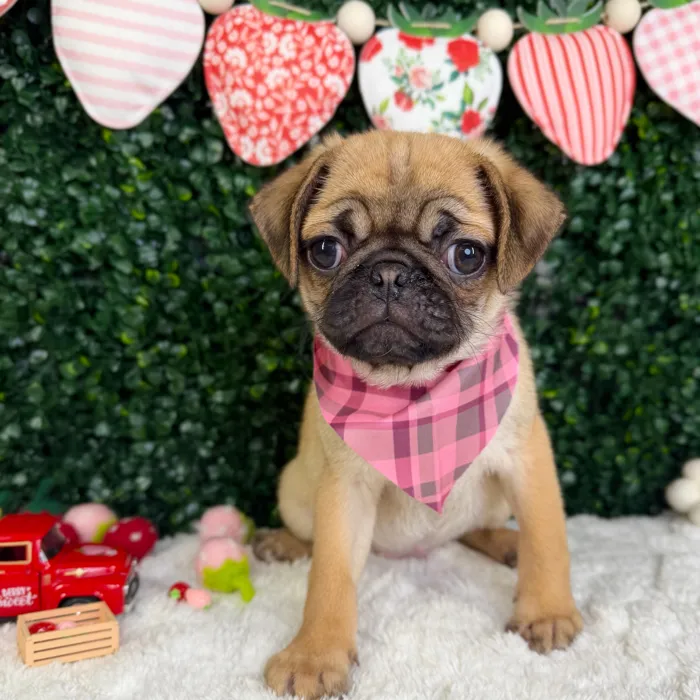 Female Pug puppy named Rosie for sale at Puppy Dreams - Garland.