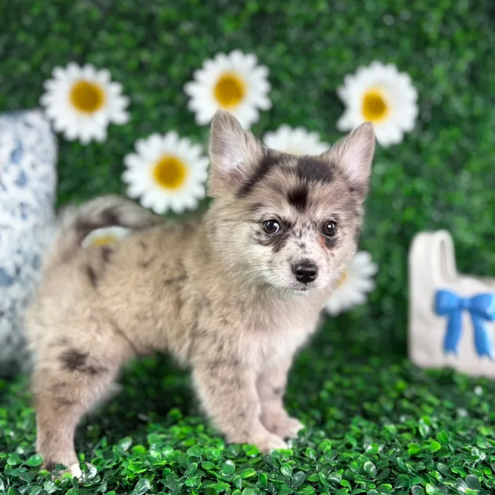 Male Pomchi puppy named Clyde for sale at Puppy Dreams - North Richland Hills.