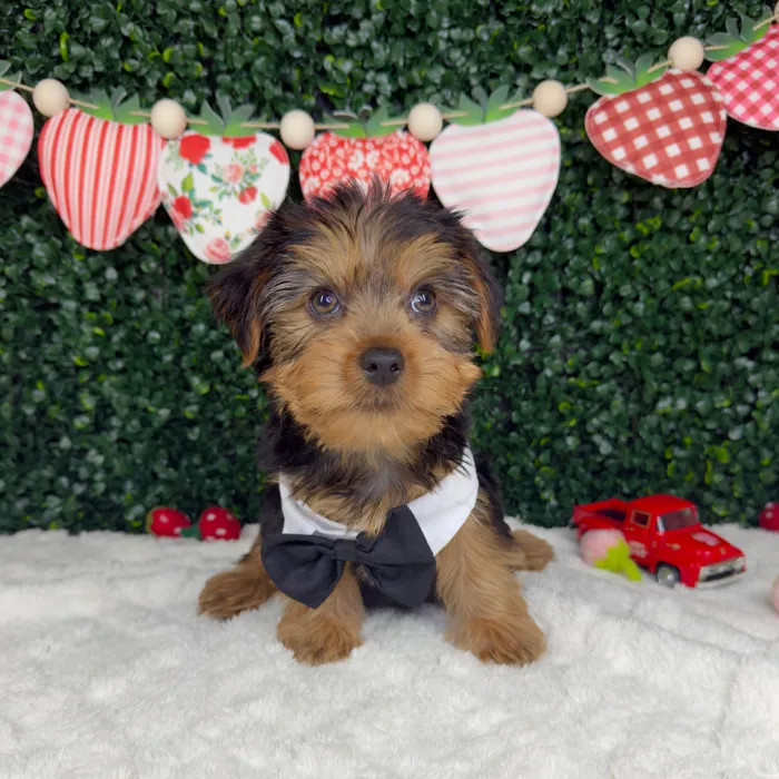 Male Yorkie puppy named King for sale at Puppy Dreams - Garland.