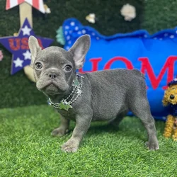 Female French Bulldog puppy named Winnie for sale at Puppy Dreams - Carrollton.