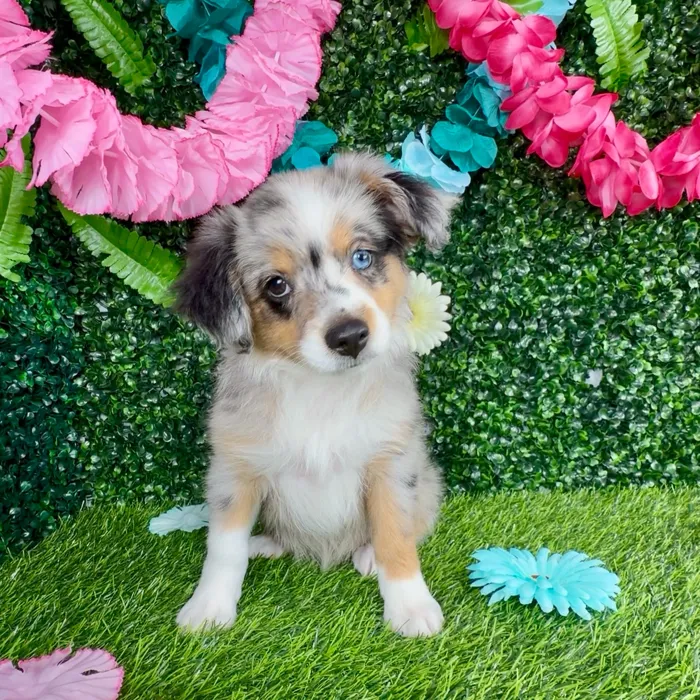 Female Mini Aussie puppy named Salma Hayek for sale at Puppy Dreams - Denton.