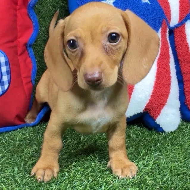 Female Dachshund puppy named Poppy for sale at Puppy Dreams - Arlington.