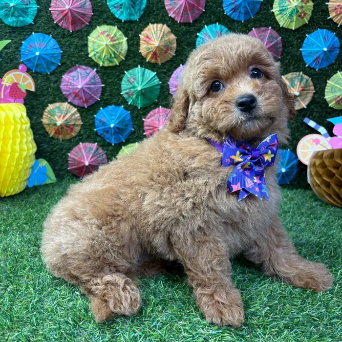 Male Mini Goldendoodle puppy named Teddy for sale at Puppy Dreams - Carrollton.