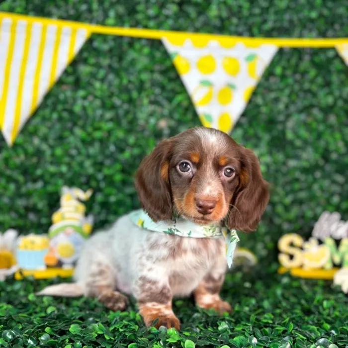 Male Dachshund puppy named Max for sale at Puppy Dreams - North Richland Hills.