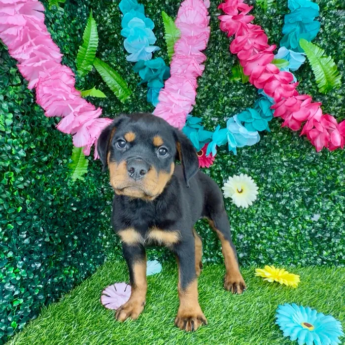 Male Rottweiler puppy named Brad Pitt for sale at Puppy Dreams - Denton.