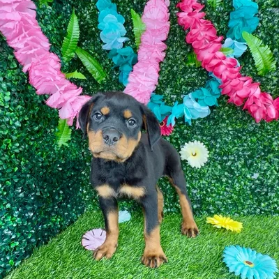 Male Rottweiler puppy named Brad Pitt for sale at Puppy Dreams - Denton.