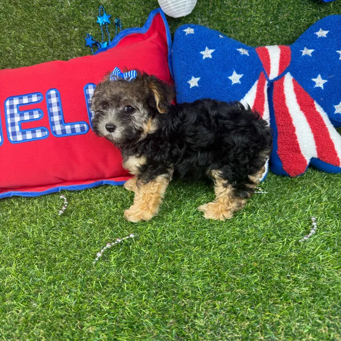 Female Morkie puppy named Gemini for sale at Puppy Dreams - Arlington.