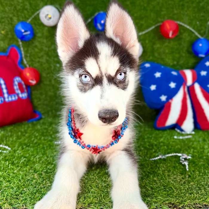 Male Siberian Husky puppy named Saqueaks for sale at Puppy Dreams - Arlington.